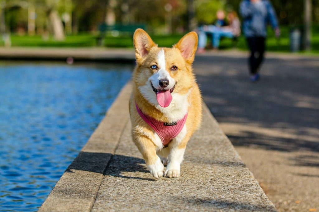 Dogs Aren’t Just Cute—They’re Good for Your Health