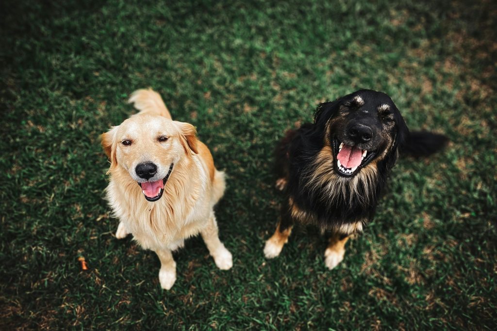 10 Foods That Could Seriously Harm Your Dog