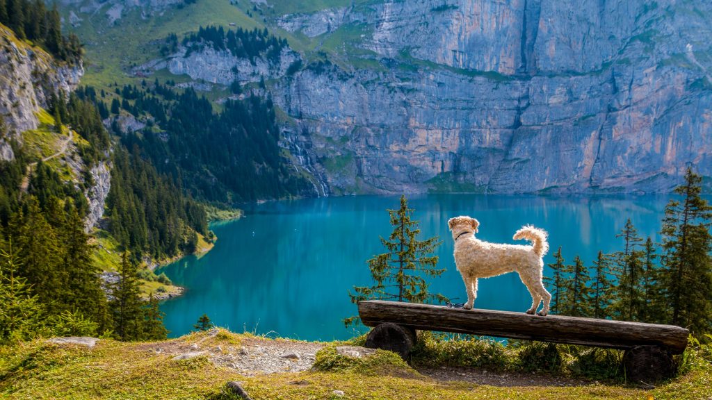 Why Do Dogs Hide Before They Die? The Heartbreaking Instinct Explained