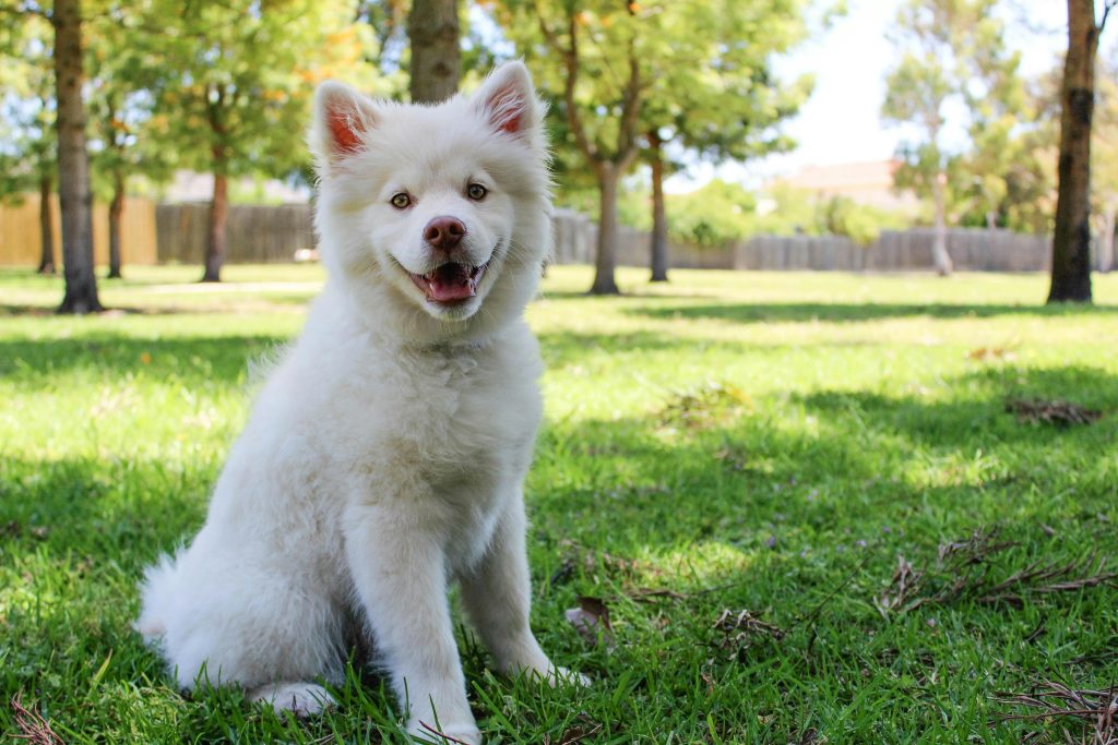 How Dogs See Their Owners: You’re More Than Just “Human”