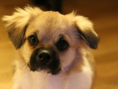 Potty Training Your Dog Just Got Smarter